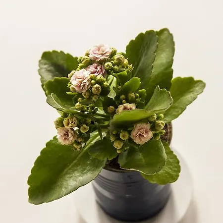 Il Casone - Valle Dell'aniene Country house *